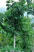 Agroforestry Hilltop 20200527 (3).jpg