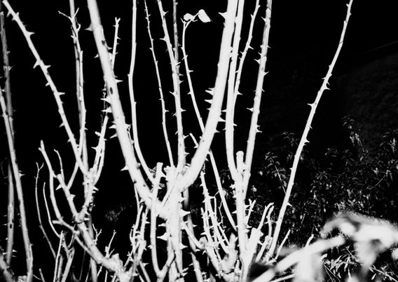 BA IMAGES008metaphor a3.jpeg