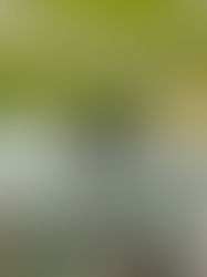 Prediction Test TOEFL SMA Islam Al Azhar 33 Jatimakmur: Mengukur Kompetensi Bahasa Inggris untuk Prestasi Global