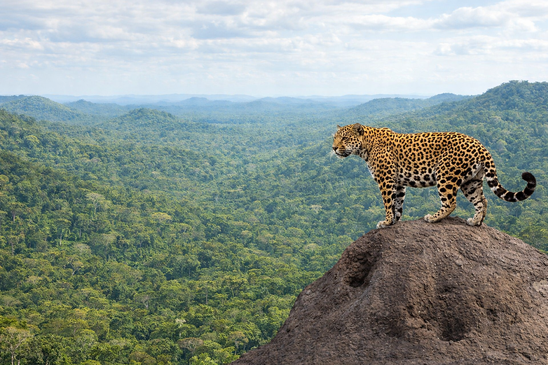 ChatGPT Image 5 de fev. de 2026, 22_52_42.png