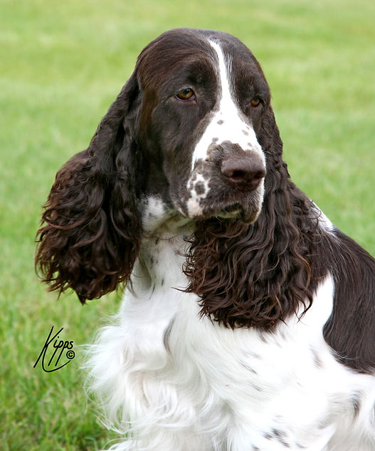 Holly - Barecho Qualified To Show with Peasblossom JW