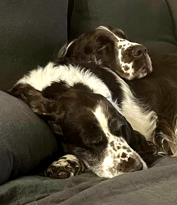 aofie tansy_edited.jpg