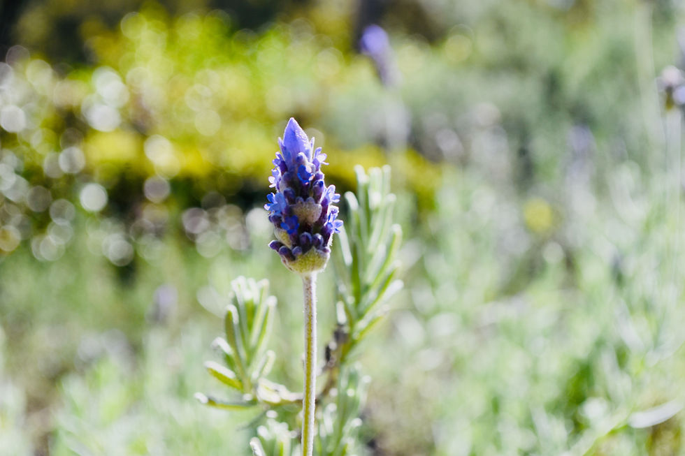 Lovely French Lavender