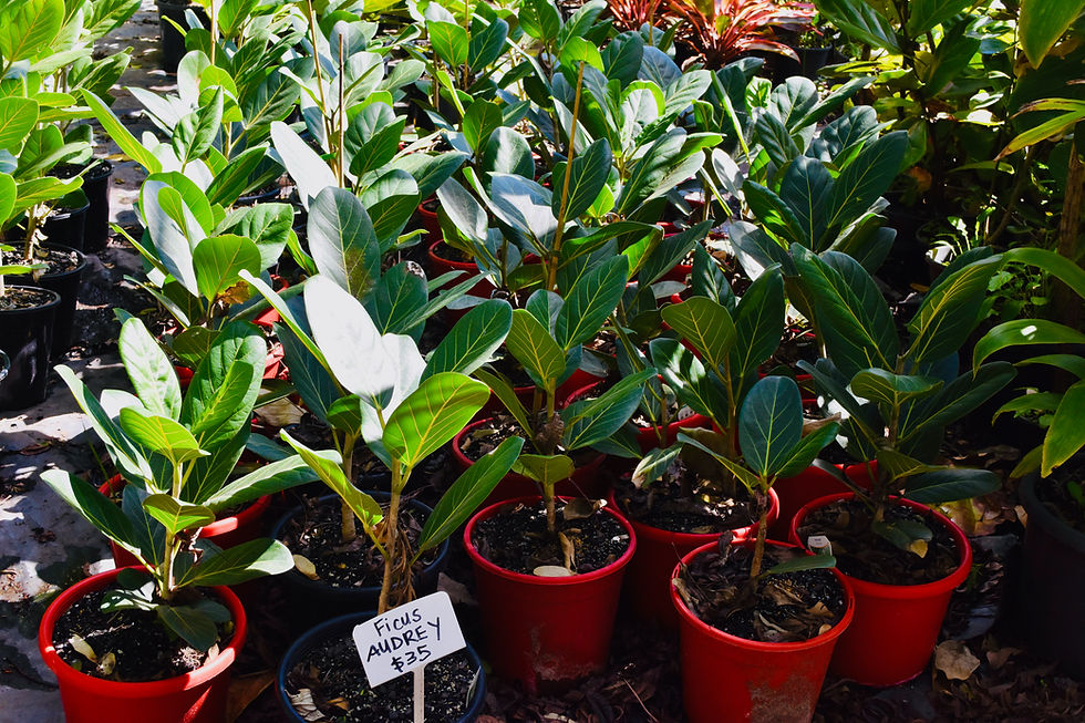 Ficus Audrey | Indoor Plants