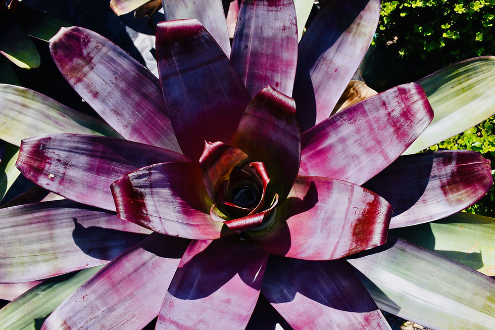 Alcanterea Silver Plum Bromeliad
