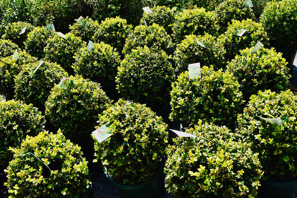 Topiary Buxus Balls
