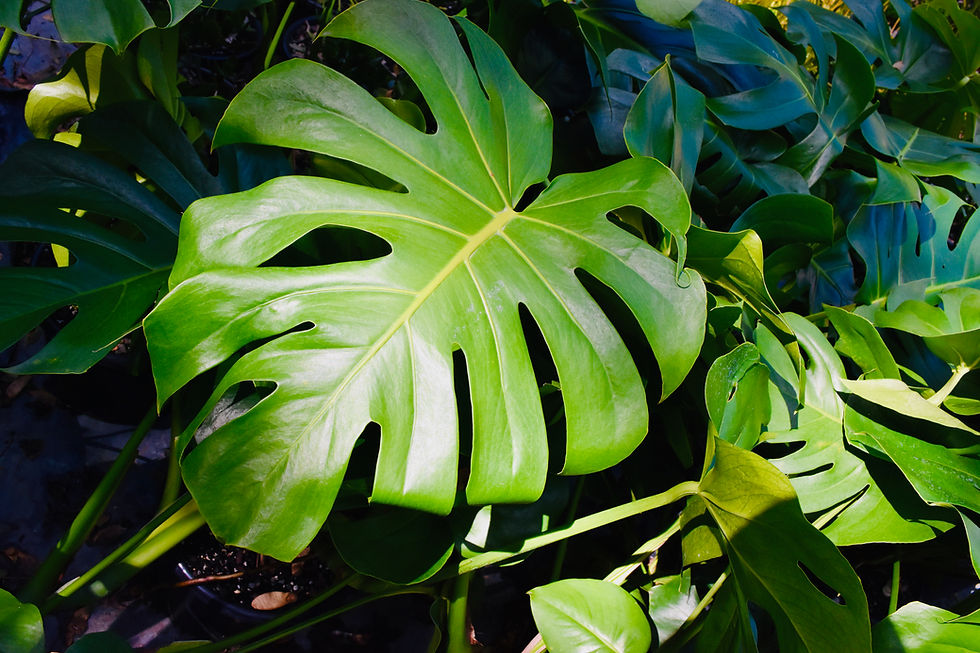 Monstera