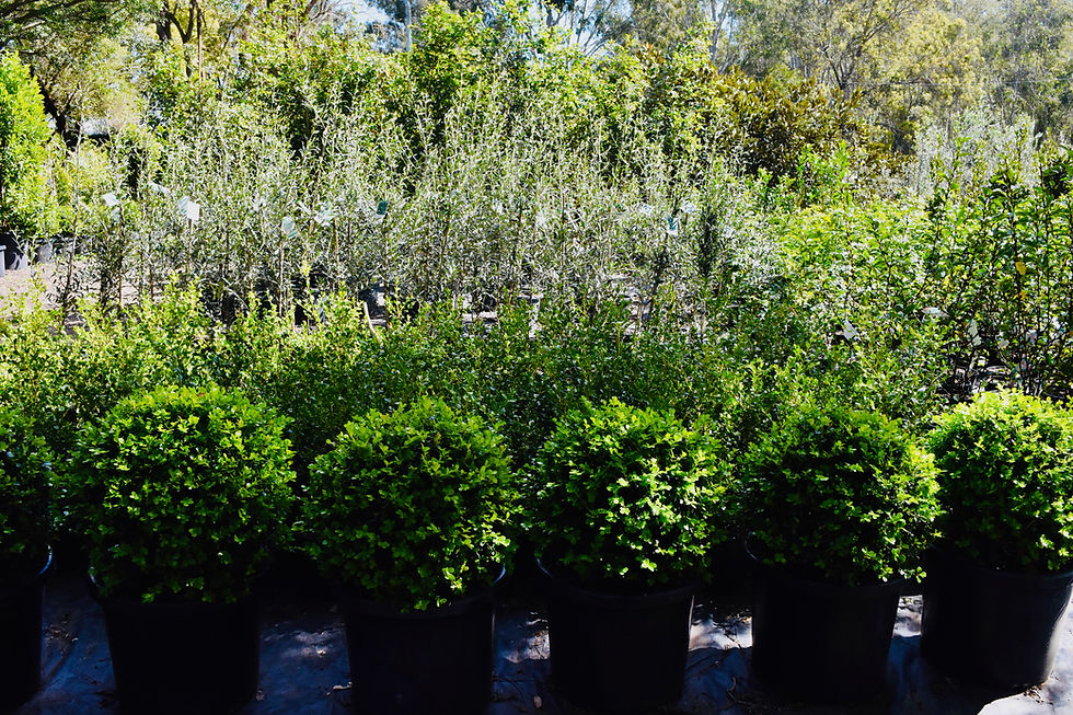 Buxus | Olives