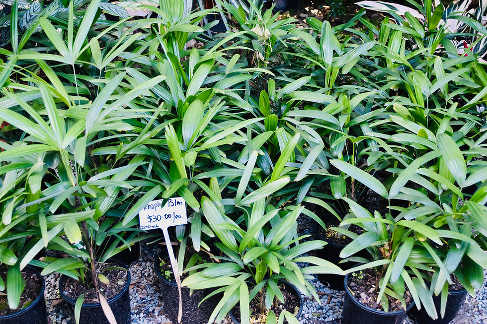 Raphis Palms | Lady Palms | Indoor Plants