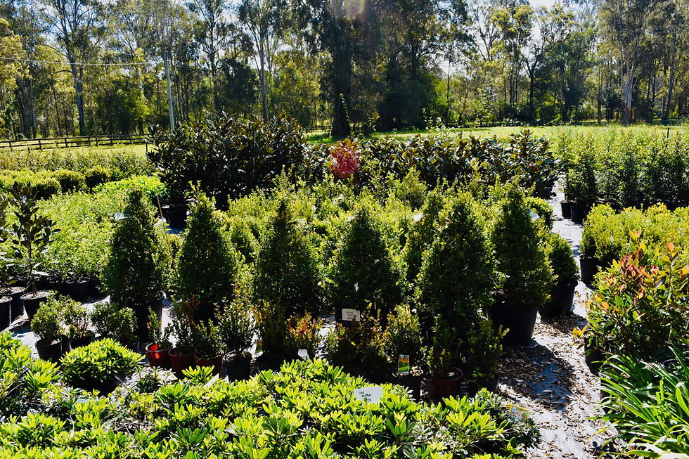 Buxus | Feature Trees | Hedging