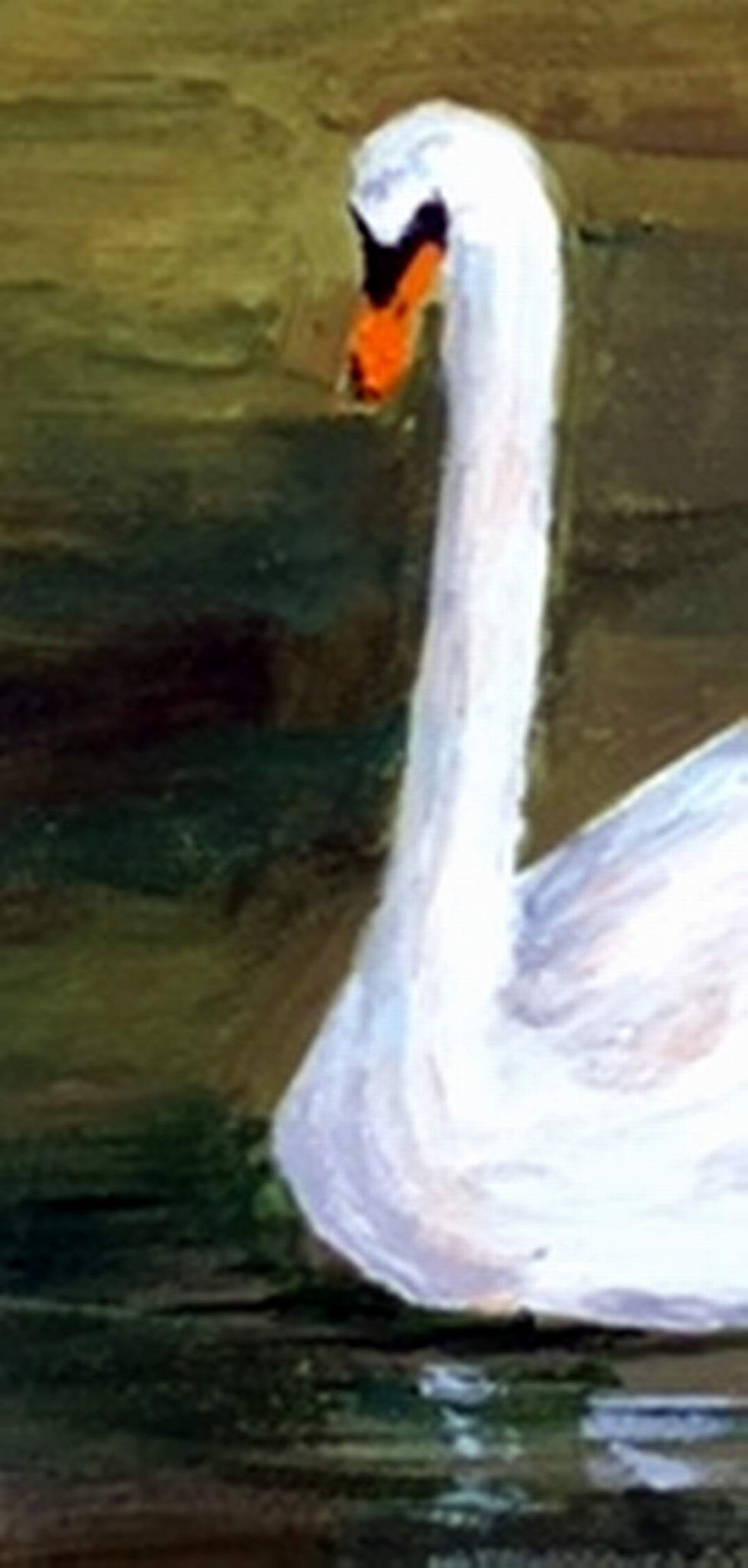 Thumbnail: MUTE SWAN