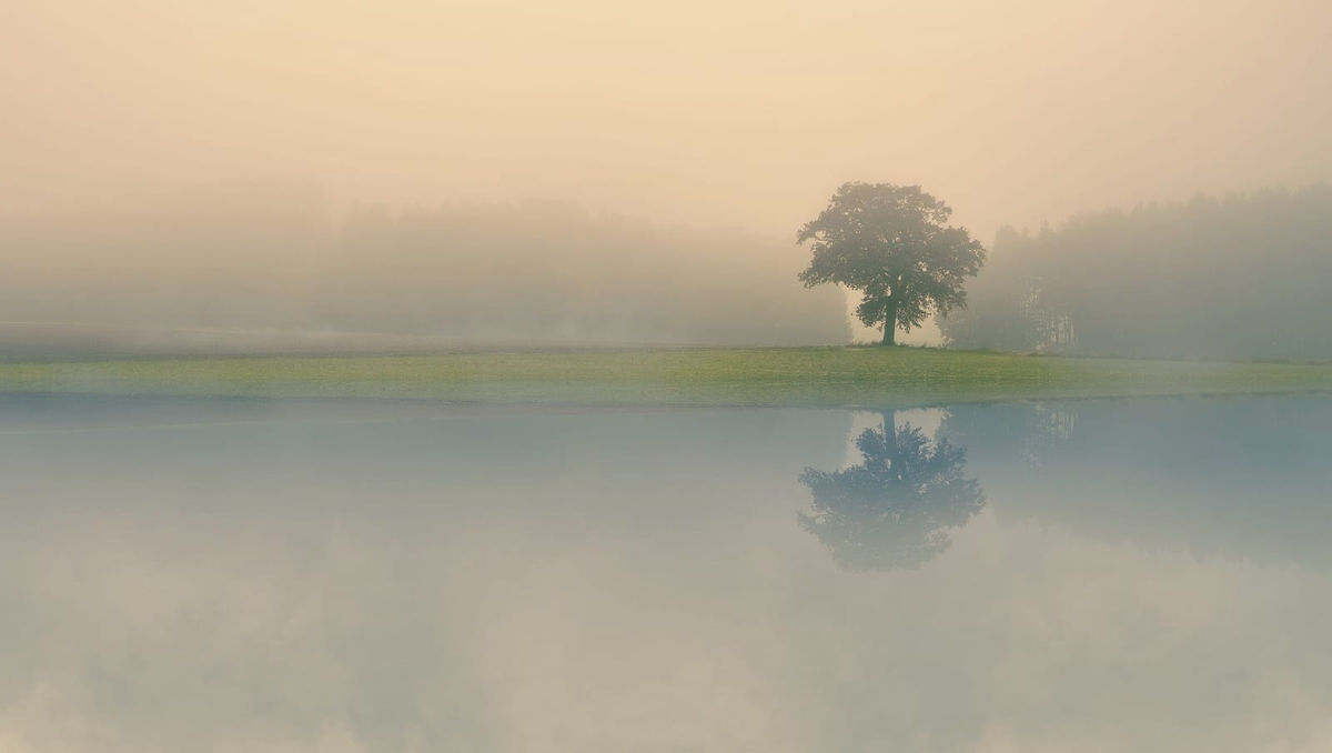 A single tree standing in a misty field, reflected in still water