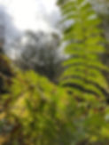 fern.jpg