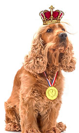 Private Label dog probiotics| Private Label dog supplements| private label dog treats