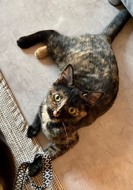 Pepper