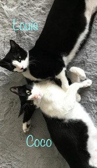 Coco & Louis