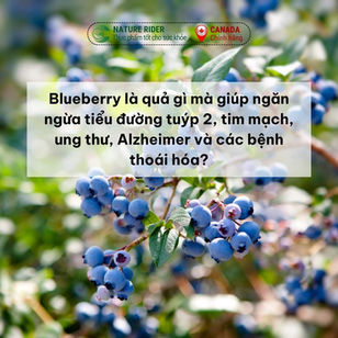 Blueberry là quả gì mà giúp ngăn ngừa tiểu đường tuýp 2, tim mạch, ung thư, Alzheimer và các bệnh thoái hóa?