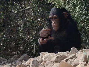 International Primate Day: Malta Must Stop Treating Primates as Pets