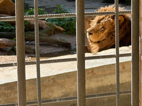 Animal and Environmental NGOs/Activists Call on Director of Animal Welfare Not to Issue Zoo Licence for Montekristo Estate