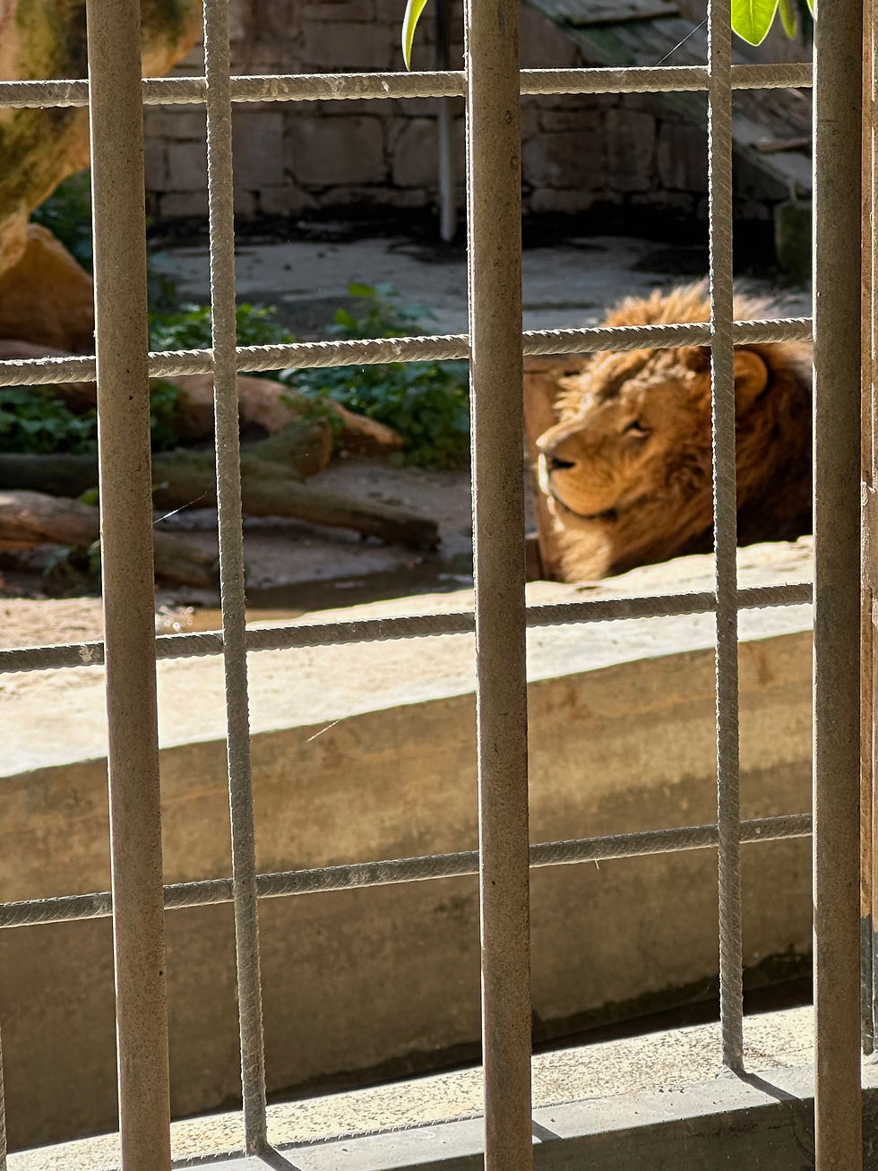 Animal and Environmental NGOs/Activists Call on Director of Animal Welfare Not to Issue Zoo Licence for Montekristo Estate