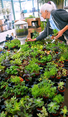 terrarium plants.JPG