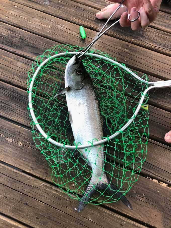 Tarpon