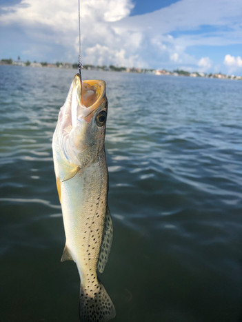 Spotted Seatrout