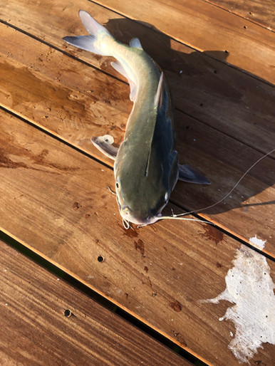 Catfish. Ugh.