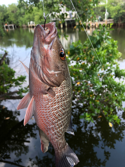 Mangrove Snapper