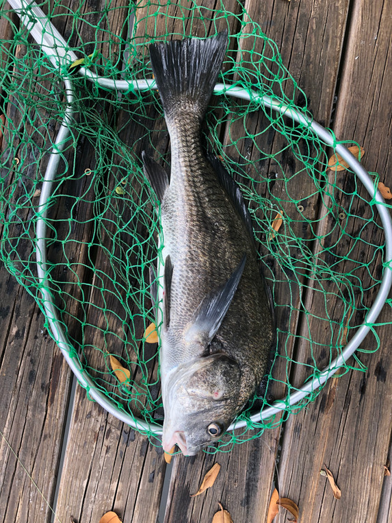Black Drum