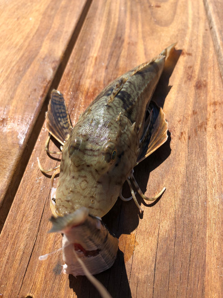 Sea Robin