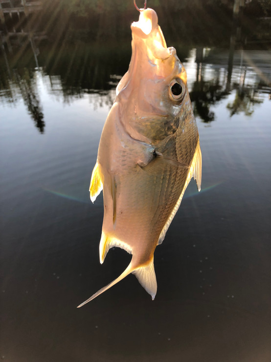 Striped Mojarra