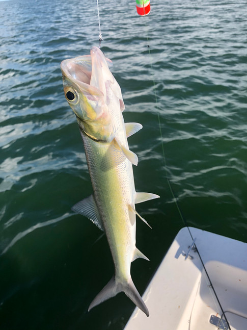 Ladyfish