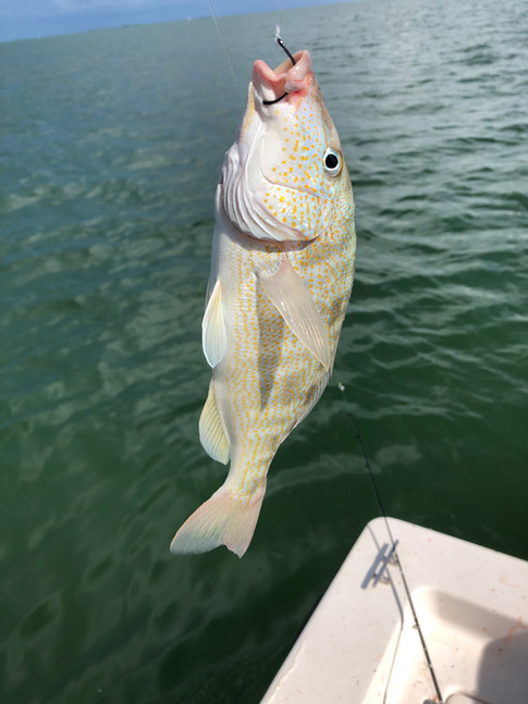 Pigfish