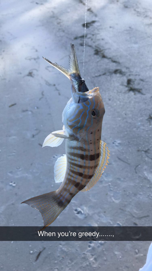 Sand Perch