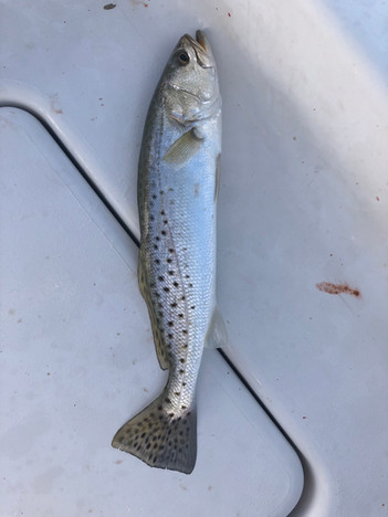 Spotted Seatrout