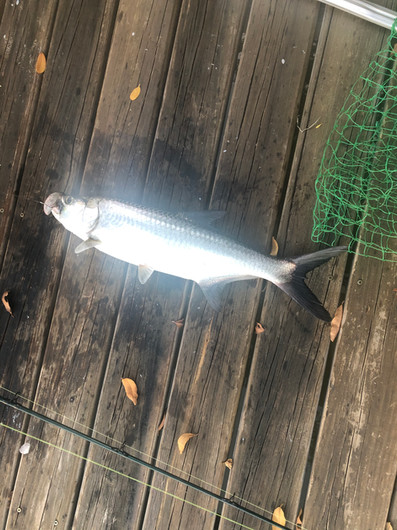 Tarpon