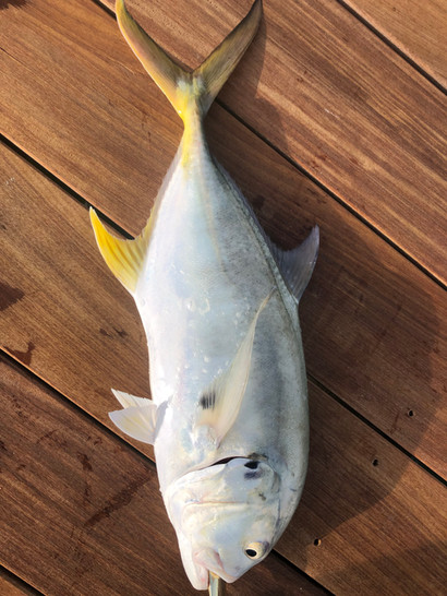 Crevalle Jack
