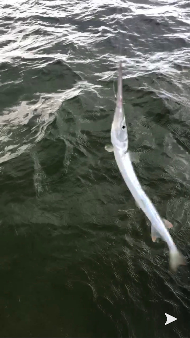 Needle Fish