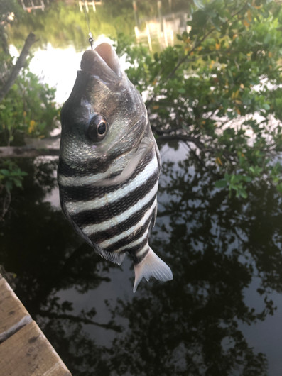 Sheepshead
