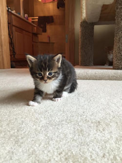 Nutmeg