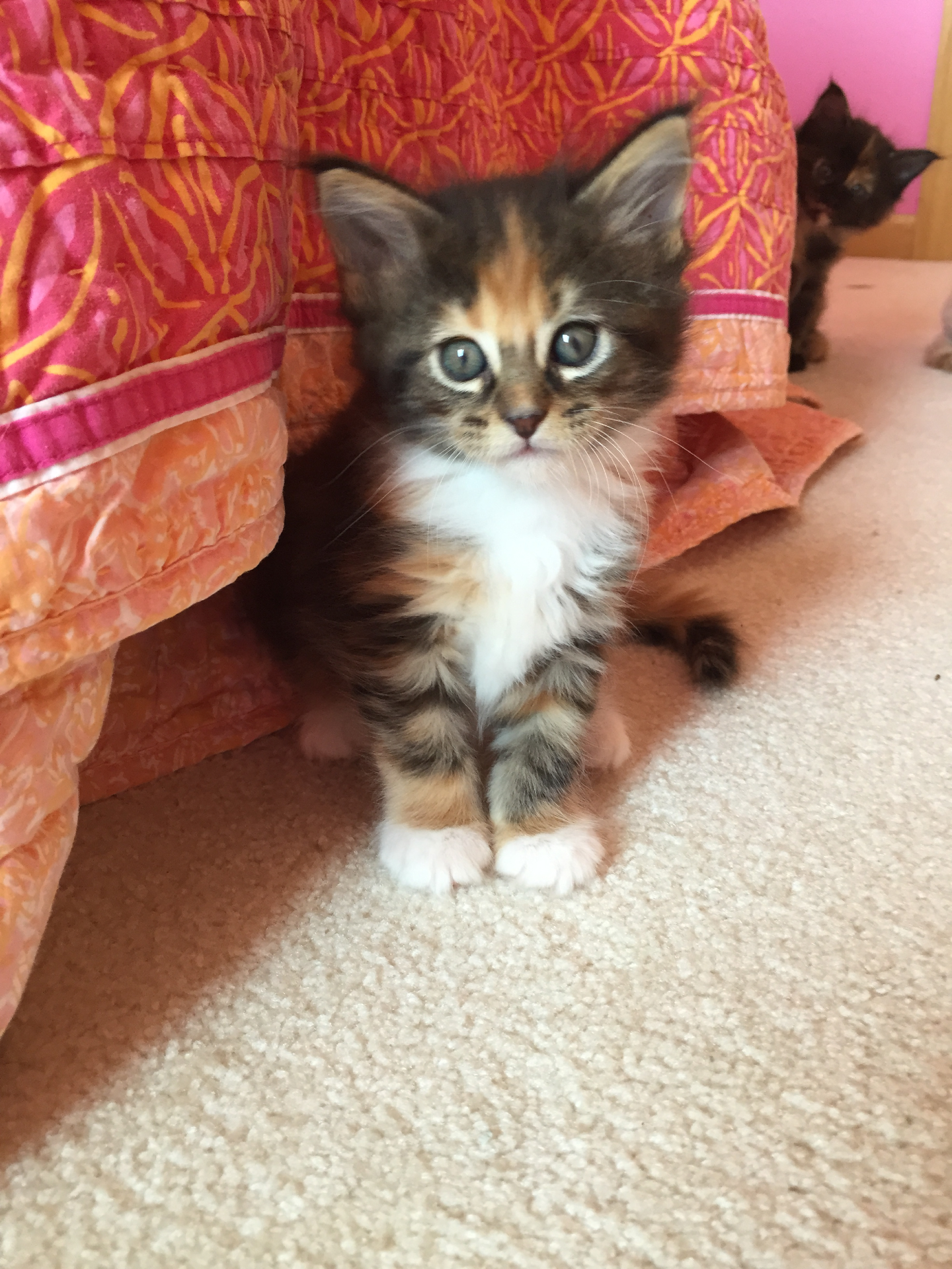 Gretl. 5 weeks old