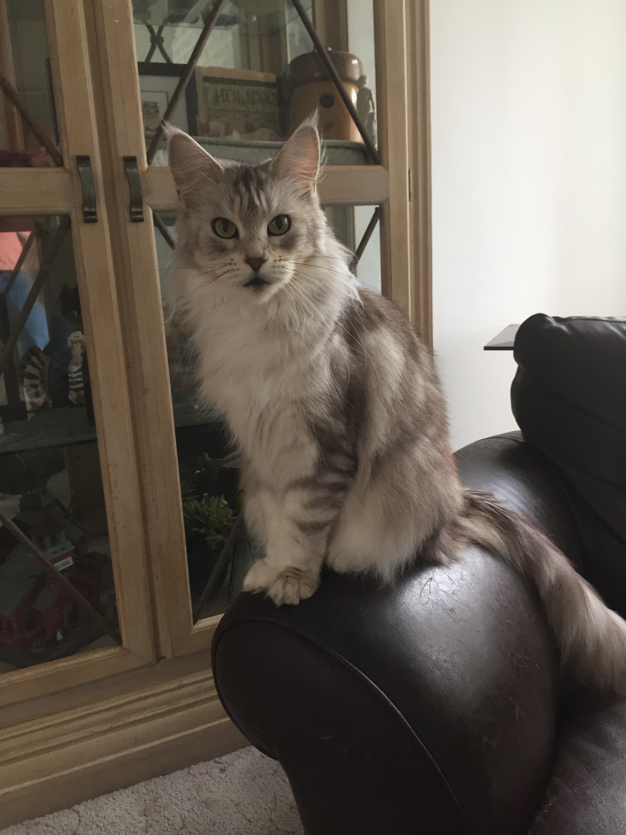 LuLu
