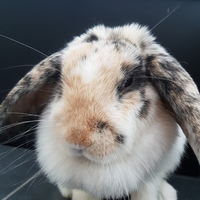 un lapin