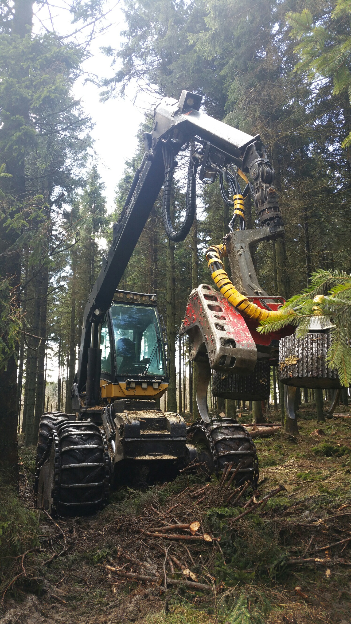 Timber harvesting