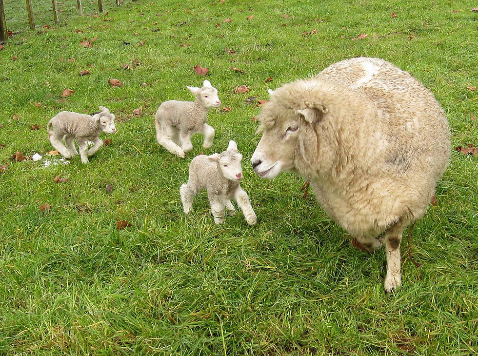 New neighbours