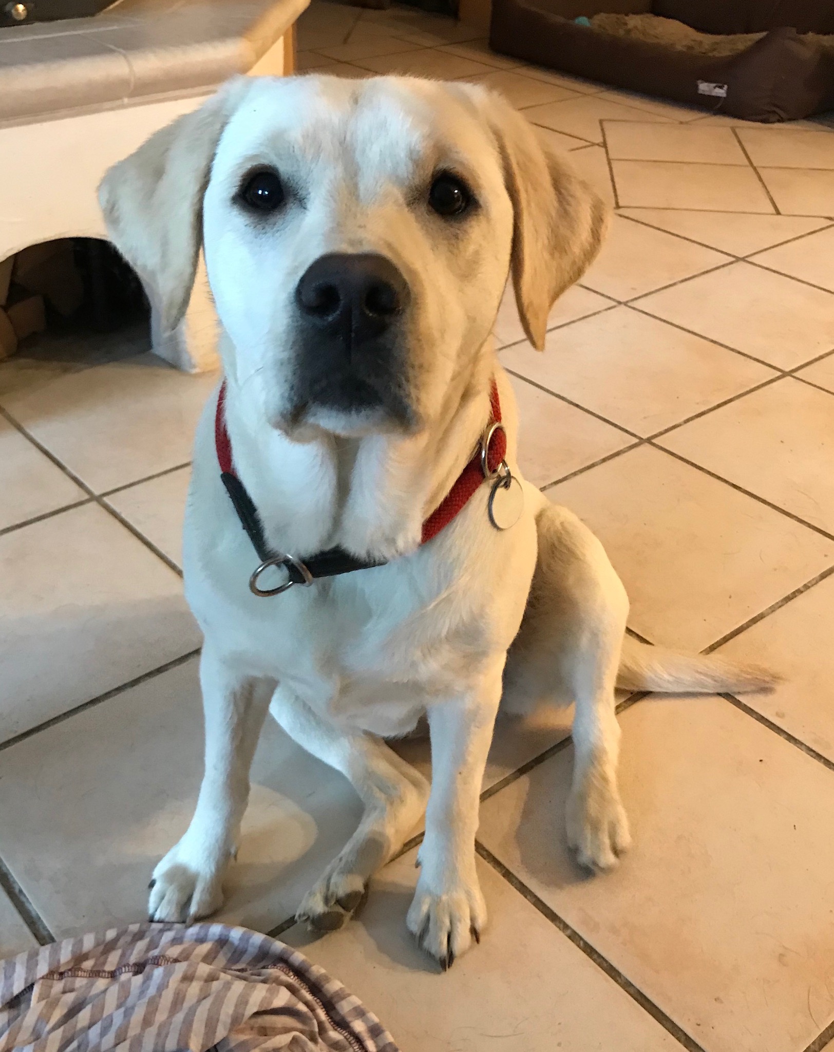 Luzi