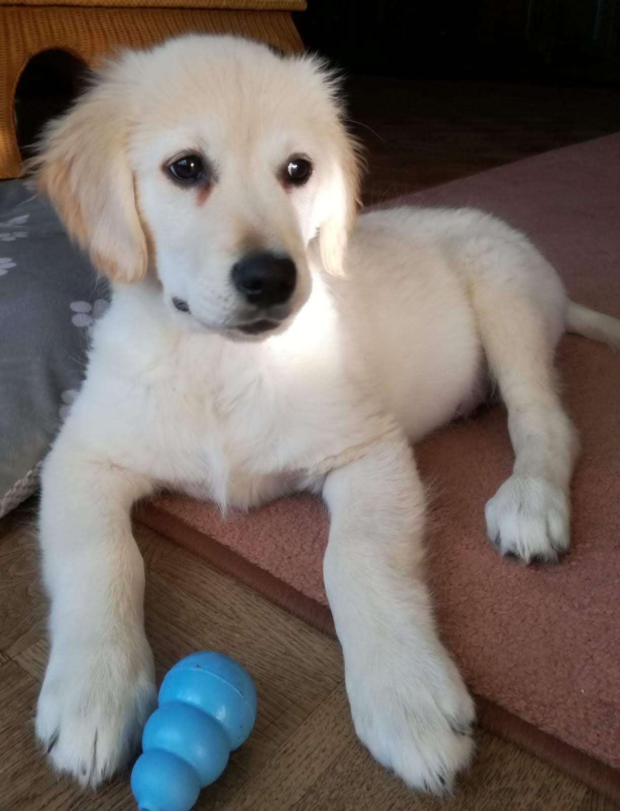 Sammy