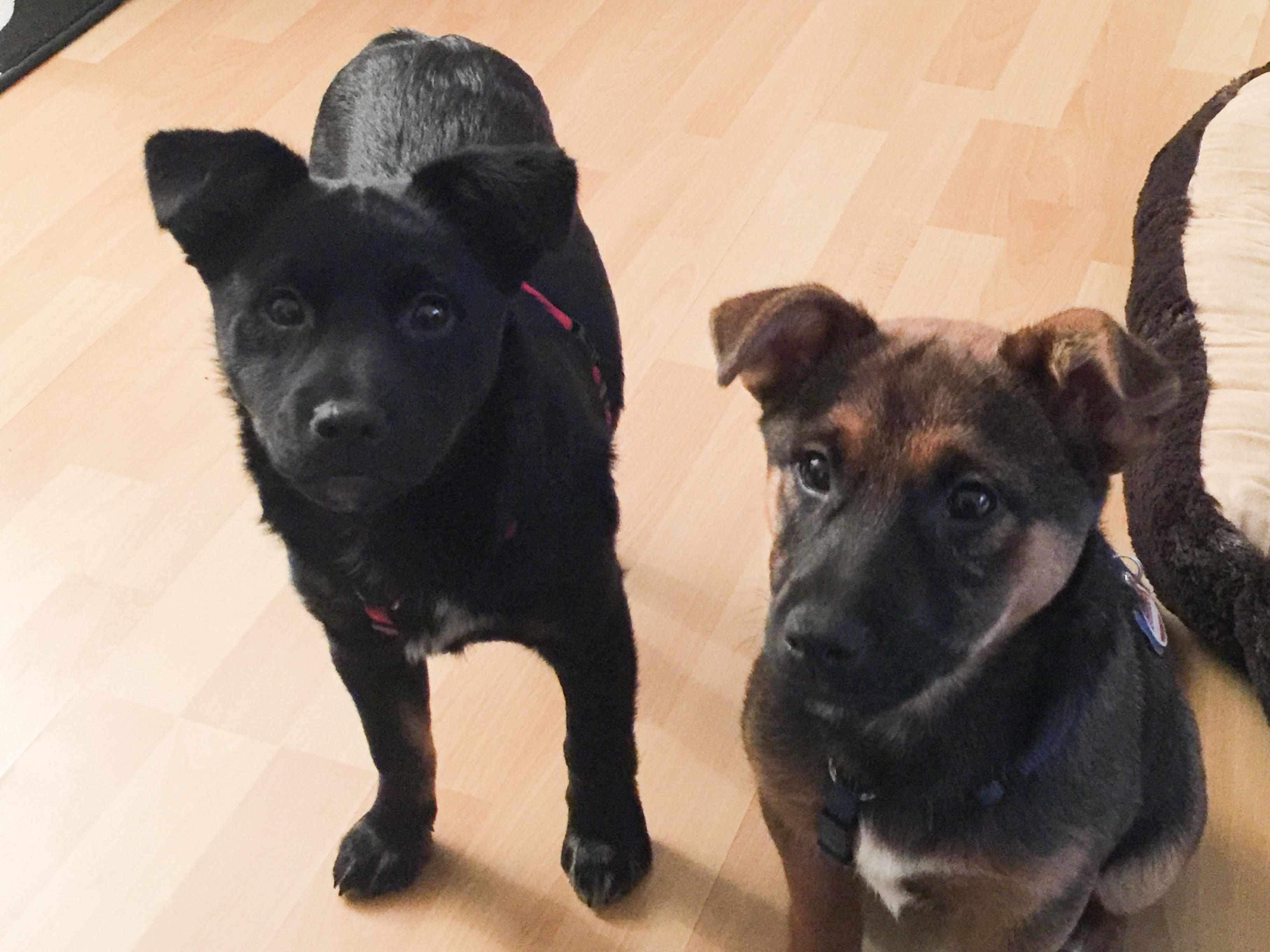 Maylo & Cookie