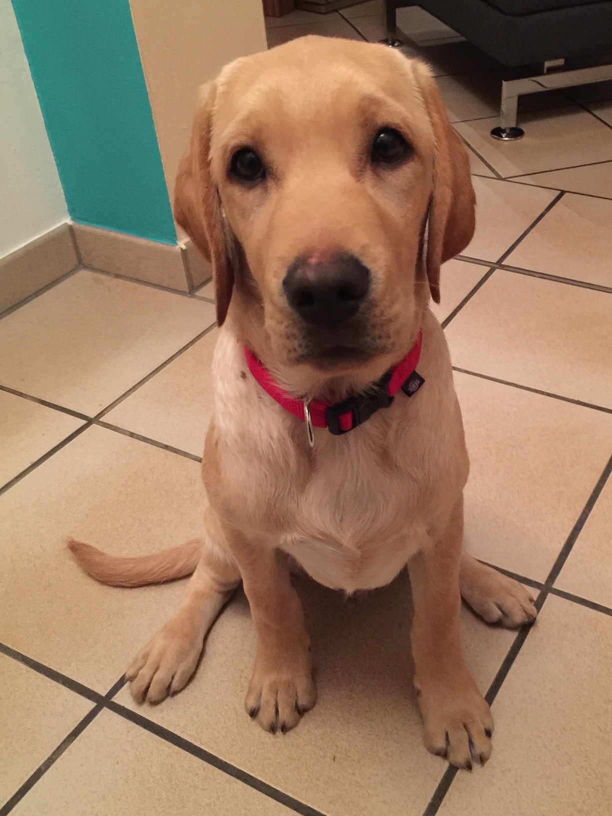 Idefix